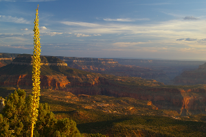 The setting sun paints the north rim of the Grand Canyon at Crazy Jug Point